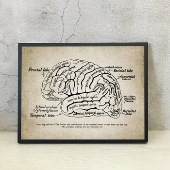 Šiaurės Spausdinti Žmogaus Smegenų Anatomija Iliustracija Derliaus Plakato Meno Tapybos Drobės Gydytojas Biuro Sienos Meno Dekoro Medicina Dovanos